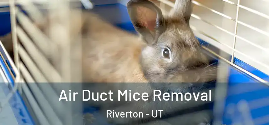  Air Duct Mice Removal Riverton - UT